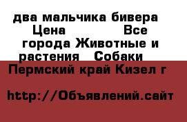 два мальчика бивера › Цена ­ 19 000 - Все города Животные и растения » Собаки   . Пермский край,Кизел г.